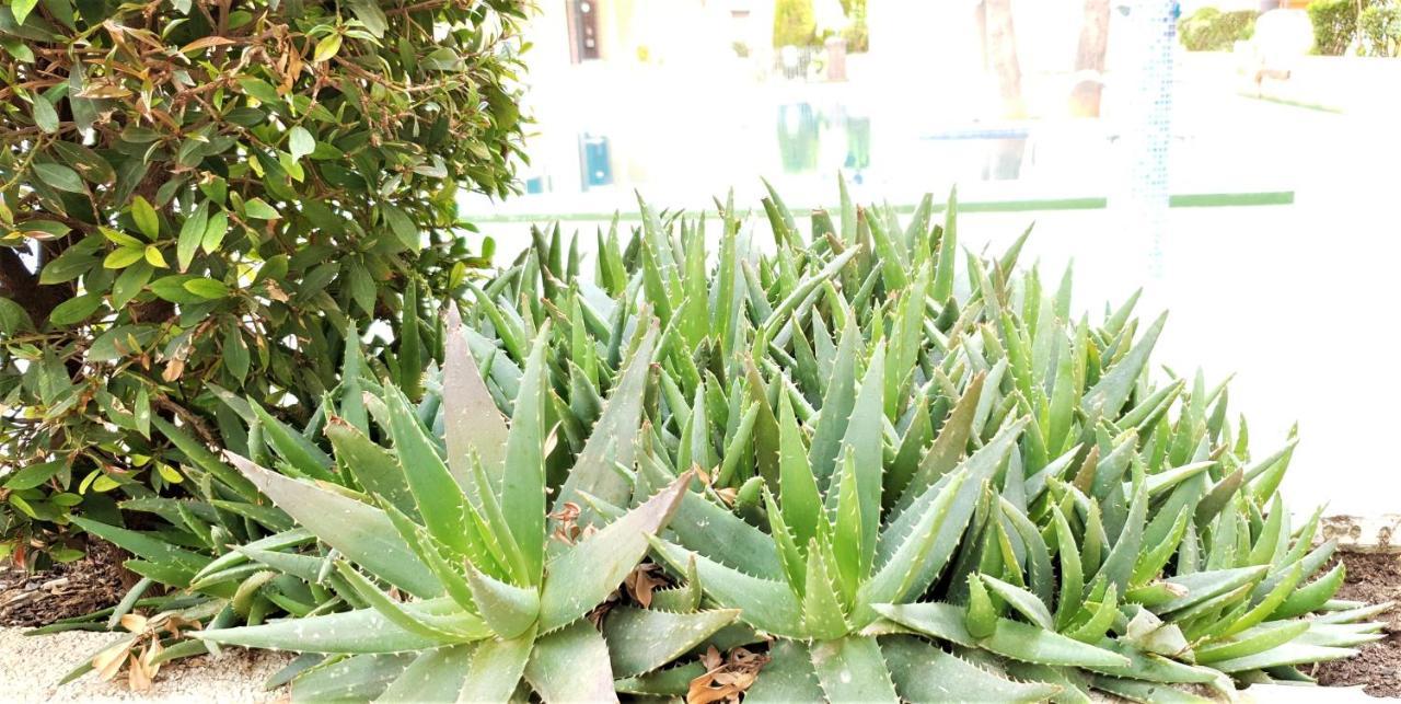 Ecaterina Apartment トレビエハ エクステリア 写真